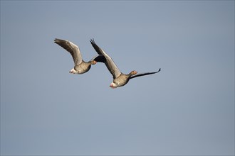 Greylag goose (Anser anser), pair in flight, in front of blue sky, subsidence area, Bottrop, Ruhr