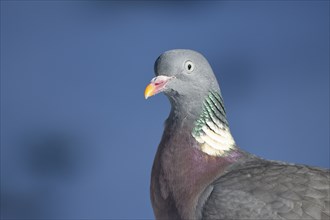 Wood pigeon (Columba palumbus), portrait, in the snow, winter feeding, Oberhausen, Ruhr area, North