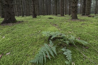 Lady fern (Athyrium filix-femina) in a moss-covered spruce forest, Emsland, Lower Saxony, Germany,