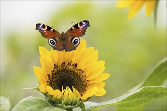 A peacock butterfly (Inachis io, Nymphalis io) approaching a sunflower in front of a blurred green