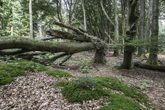 Bent copper beech (Fagus sylvatica) with tinder fungus (Fomes fomentarius), Emsland, Lower Saxony,