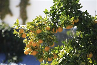 Ripe oranges on the tree, Portugal, Europe