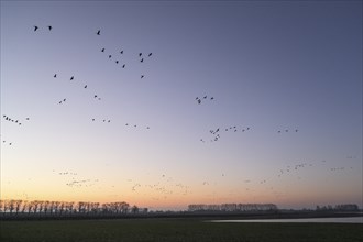 White-fronted goose (Anser albifrons), flock of geese taking off, from the roost, at sunrise,