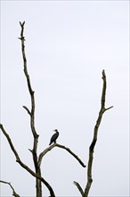 Cormorant (Phalacrocorax carbo), resting in a dead tree, in front of a light-coloured sky,