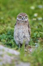 Burrowing Owl (Speotyto cunicularia), young bird in meadow near nesting cave, Pembroke Pines,