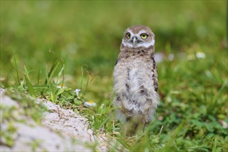 Burrowing Owl (Speotyto cunicularia), young bird in meadow near nesting cave stretches, Pembroke