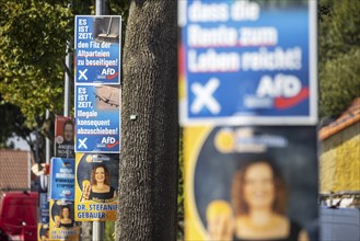 State election in Brandenburg 2024: The AfD party advertises for votes on election posters.