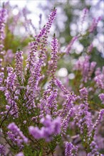 Purple blooming flowers in nature with blurred background elements, Harz Mountains, Germany, Europe