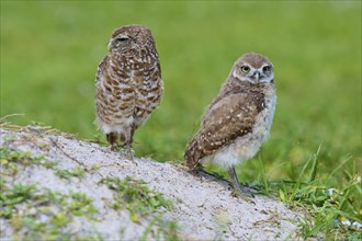 Burrowing Owl (Speotyto cunicularia), adult and young bird in meadow near nesting cave, Pembroke