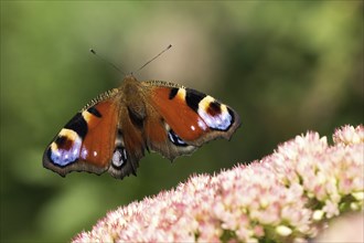 A peacock butterfly (Inachis io, Nymphalis io) approaching flowers of the stonecrop (Sedum) with a