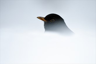 Blackbird (Turdus merula), male, portrait, in the snow, winter feeding, Oberhausen, Ruhr area,