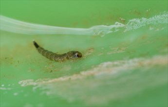 Close up of mosquito larva