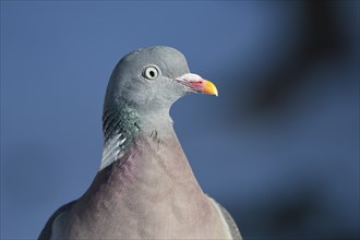 Wood pigeon (Columba palumbus), portrait, in the snow, winter feeding, Oberhausen, Ruhr area, North