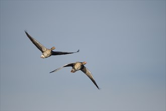 Greylag goose (Anser anser), pair in flight, in front of blue sky, subsidence area, Bottrop, Ruhr