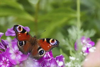 A peacock butterfly (Inachis io, Nymphalis io) sitting on purple flowers in a natural environment,