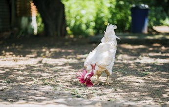 Portrait of white rooster eating in the yard. Beautiful white piroco rooster eating in the yard