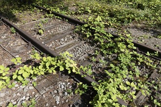 Track of a disused railway line, overgrown with greenery, Landschaftspark Duisburg-Nord, Duisburg,