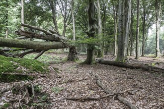 Bent copper beech (Fagus sylvatica) with tinder fungus (Fomes fomentarius), Emsland, Lower Saxony,