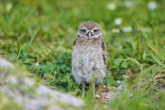 Burrowing Owl (Speotyto cunicularia), young bird in meadow near nesting cave, Pembroke Pines,