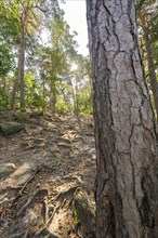 A wooded path with visible tree roots and sunlight shining through the trees, Harz Mountains,