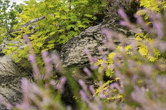 A rock garden with yellow and purple flowers surrounded by green leaves, Harz, Germany, Europe