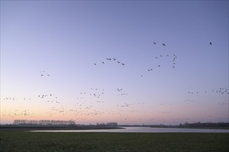 White-fronted goose (Anser albifrons), flock of geese taking off, from the roost, at sunrise,