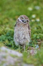 Burrowing Owl (Speotyto cunicularia), young bird in meadow near nesting cave, Pembroke Pines,