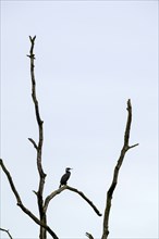 Cormorant (Phalacrocorax carbo), resting in a dead tree, in front of a light-coloured sky,