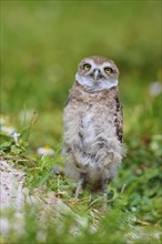 Burrowing Owl (Speotyto cunicularia), young bird in meadow near nesting cave, Pembroke Pines,