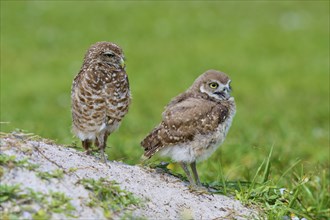 Burrowing Owl (Speotyto cunicularia), adult and young bird in meadow near nesting cave, Pembroke