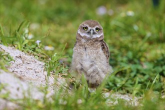 Burrowing Owl (Speotyto cunicularia), young bird in meadow near nesting cave, Pembroke Pines,