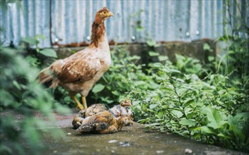 Chickens lying in the yard with their mother hen. Group of chickens lying on the ground in the yard