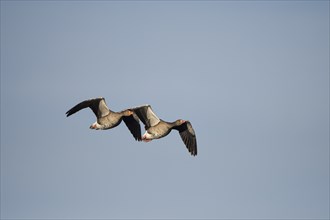 Greylag goose (Anser anser), pair in flight, in front of blue sky, subsidence area, Bottrop, Ruhr