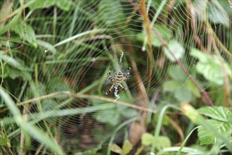 Wasp spider (Argiope bruennichi), female, spider web, meadow, The strikingly coloured wasp spider