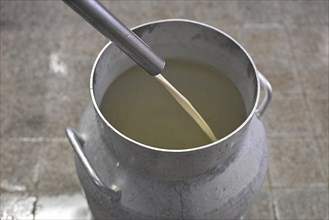 Filling milk Milk can