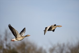 Greylag goose (Anser anser), pair in flight, subsidence area, Bottrop, Ruhr area, North