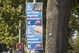 State election in Brandenburg 2024: The AfD party advertises for votes on election posters.