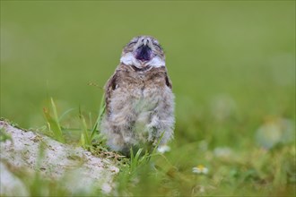 Burrowing Owl (Speotyto cunicularia), young bird in meadow yawns near nesting cave, Pembroke Pines,