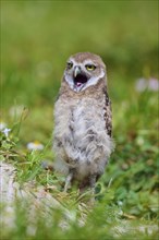 Burrowing Owl (Speotyto cunicularia), young bird in meadow yawns near nesting cave, Pembroke Pines,