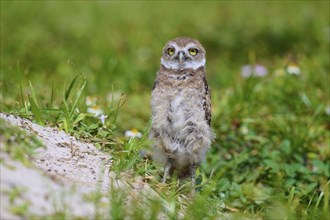 Burrowing Owl (Speotyto cunicularia), young bird in meadow near nesting cave, Pembroke Pines,