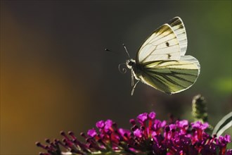 A green-veined white (Pieris napi) hovering over purple flowers against a dark background, Hesse,