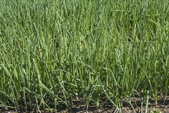 Common onions (Allium cepa), in a bed, vegetable patch, garden bed, Alsace, France, Europe