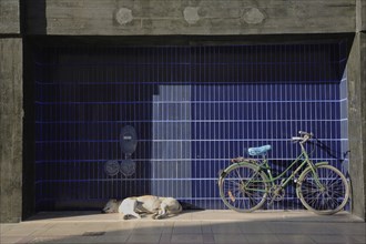 Sleeping dog next to a parked bicycle, Tavira, Algarve, Portugal, Dog sleeping next to a green