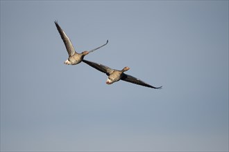 Greylag goose (Anser anser), pair in flight, in front of blue sky, subsidence area, Bottrop, Ruhr