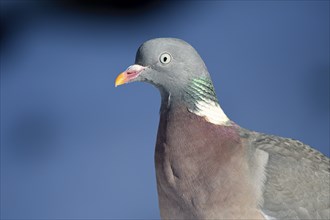 Wood pigeon (Columba palumbus), portrait, in the snow, winter feeding, Oberhausen, Ruhr area, North