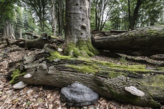 Deadwood with tinder fungus (Fomes fomentarius) in beech forest (Fagus sylvatica), Emsland, Lower