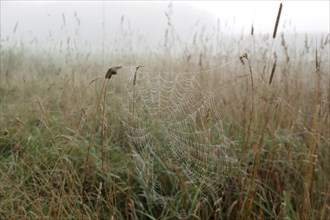 Spider's web, meadow, morning, dewdrops, fog, North Rhine-Westphalia, Germany, The spider's web in