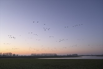 White-fronted goose (Anser albifrons), flock of geese taking off, from the roost, at sunrise,