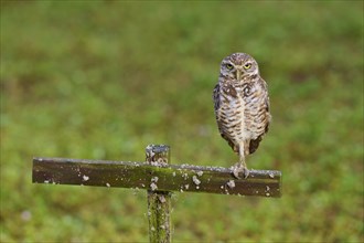 Burrowing Owl (Speotyto cunicularia), adult sits on wooden cross in meadow, Pembroke Pines,