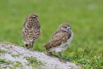 Burrowing Owl (Speotyto cunicularia), adult and young bird in meadow near nesting cave, Pembroke